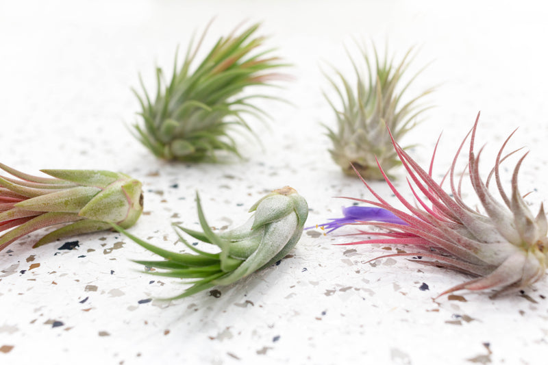 5 Assorted Tillandsia Ionantha Air Plants