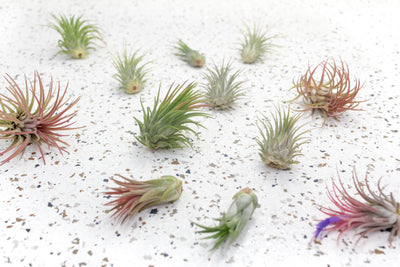 Air Plants. Unkillable! H800 / Large