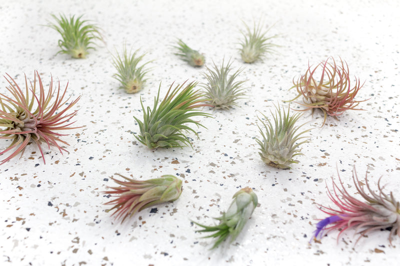 Assorted Tillandsia Ionantha Air Plants