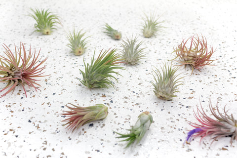Wholesale Special - Tillandsia Ionantha Small Plant Variety [Min Order 36]