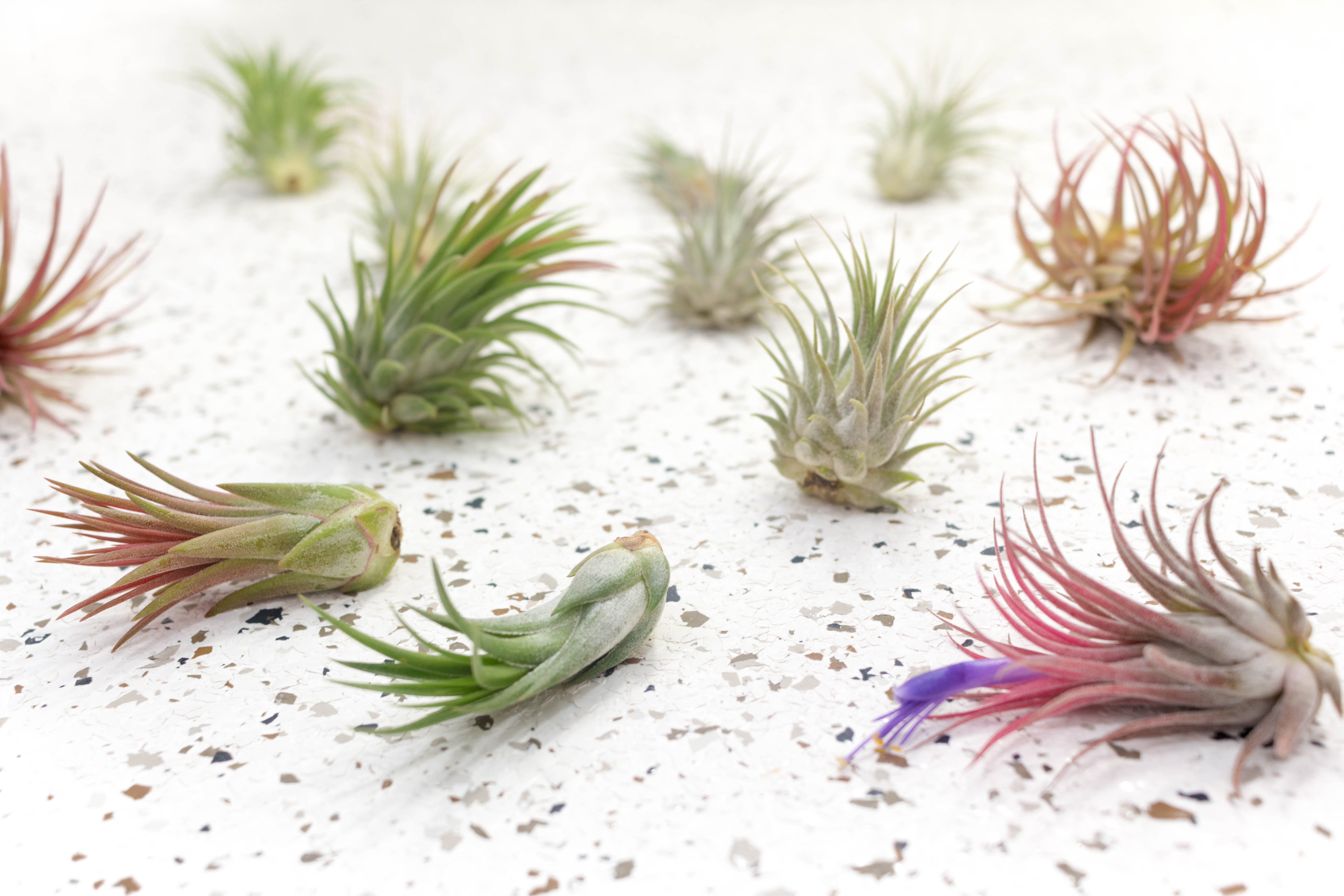 Air Plants - Variety pack of 5 Tillandsia Ionantha – Air Plant City