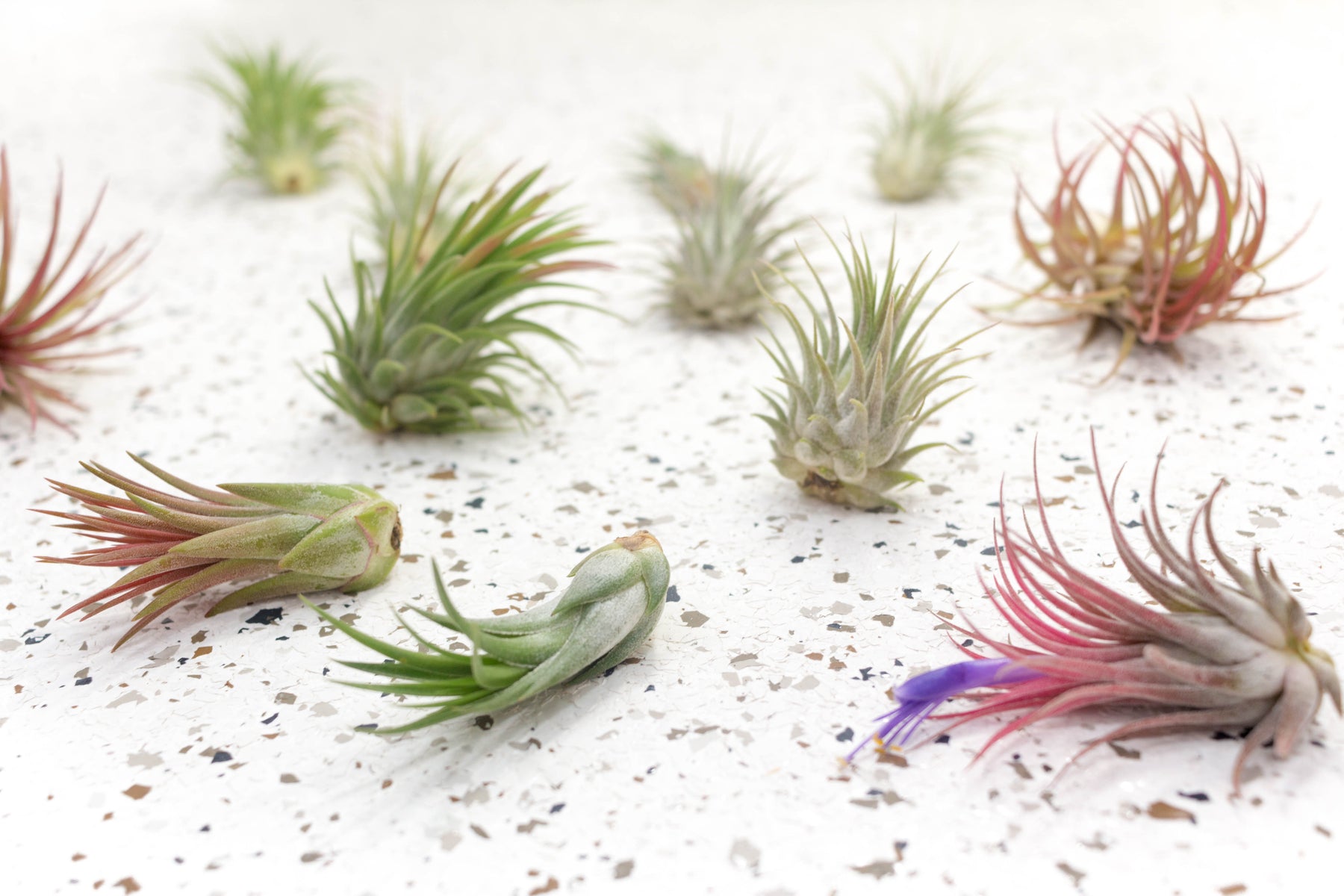 Pack of 10, 20 or 30 Tillandsia Ionantha Variety Air Plants