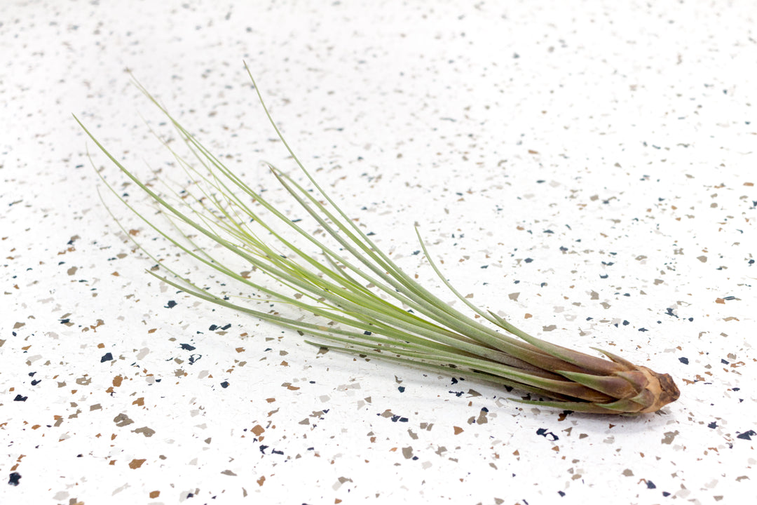 Tillandsia Juncea Air Plants, Regular / Single Plant