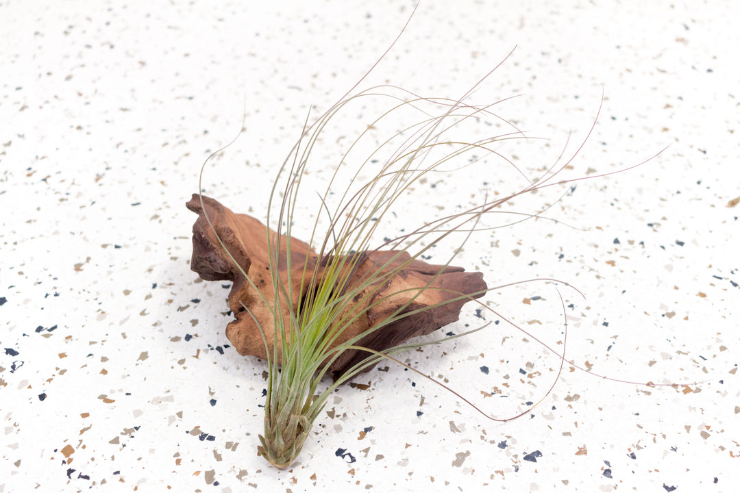 juncea air plant care Tillandsia Juncea Air Plants, Regular / Single Plant