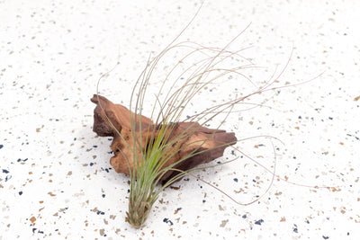 Tillandsia Juncea Air Plant