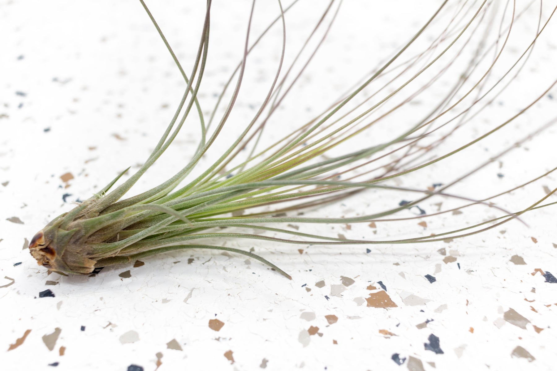 air plant brown leaves Air Plants