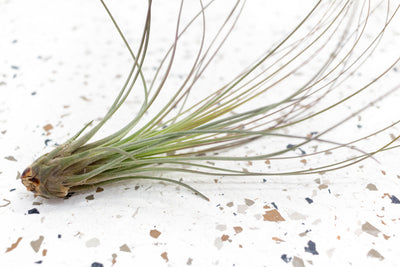 Tillandsia Juncea Air Plant