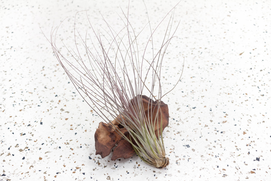 Blushing Tillandsia Juncifolia Air Plant