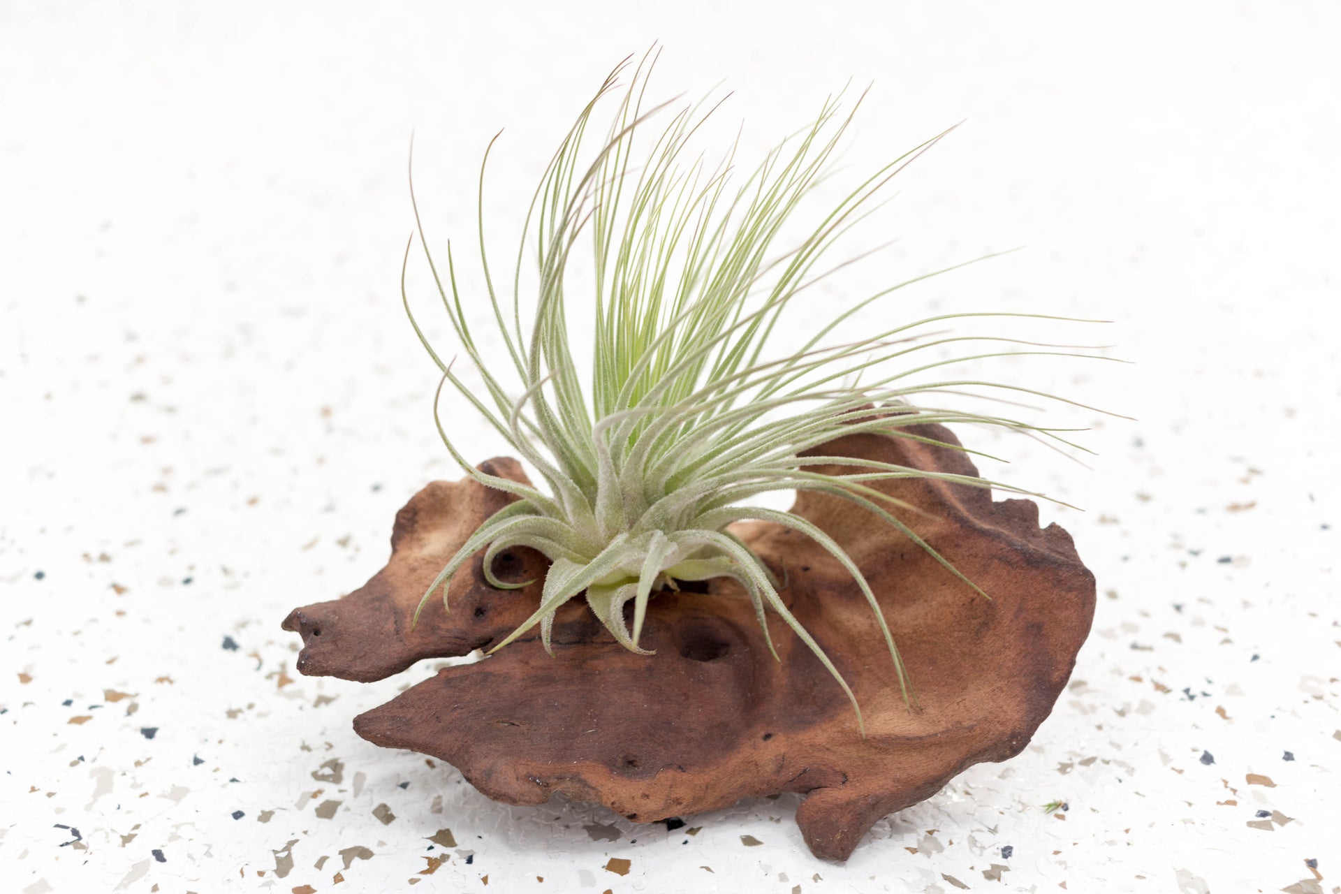 magnusiana air plant Air Plants
