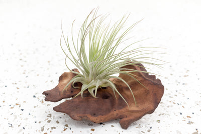 Tillandsia Magnusiana Air Plant