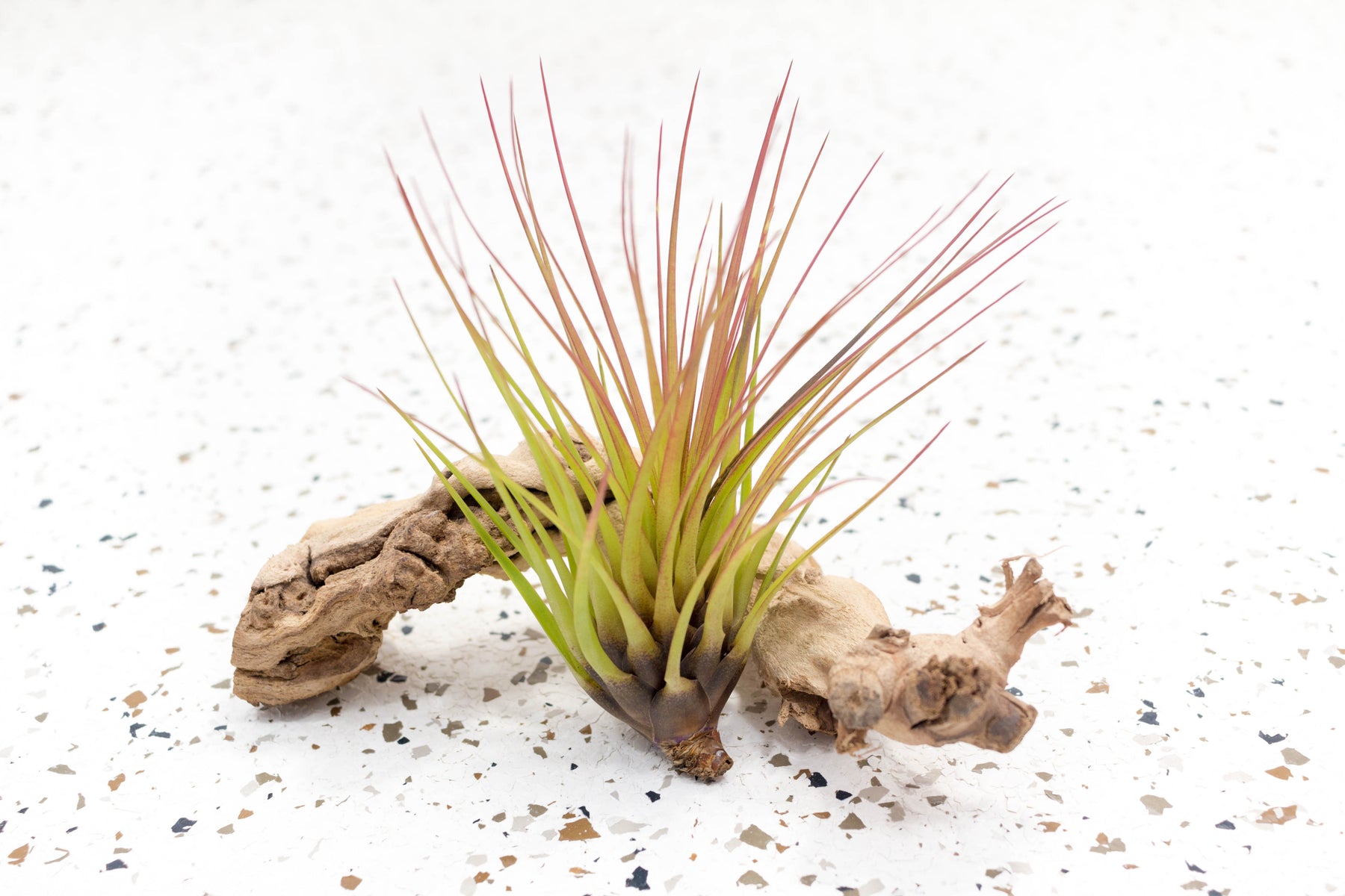 melanocrater air plant Tillandsia Melanocrater Tricolor Air Plants, Regular / 5 Pack