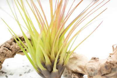 Close Up of Blushing Tillandsia Melanocrater Tricolor Air Plant