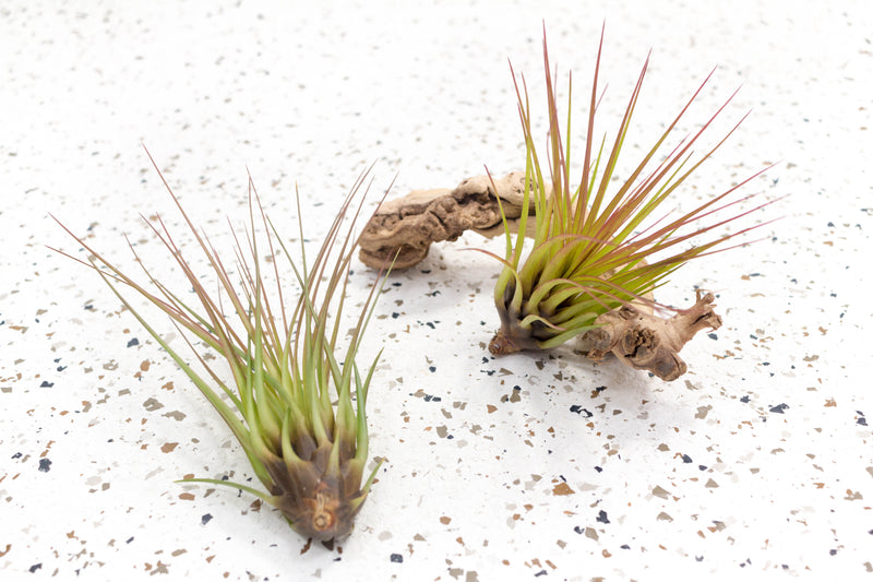 2 Blushing Tillandsia Melanocrater Tricolor Air Plants