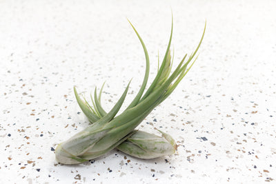 Tillandsia Circinata Air Plant