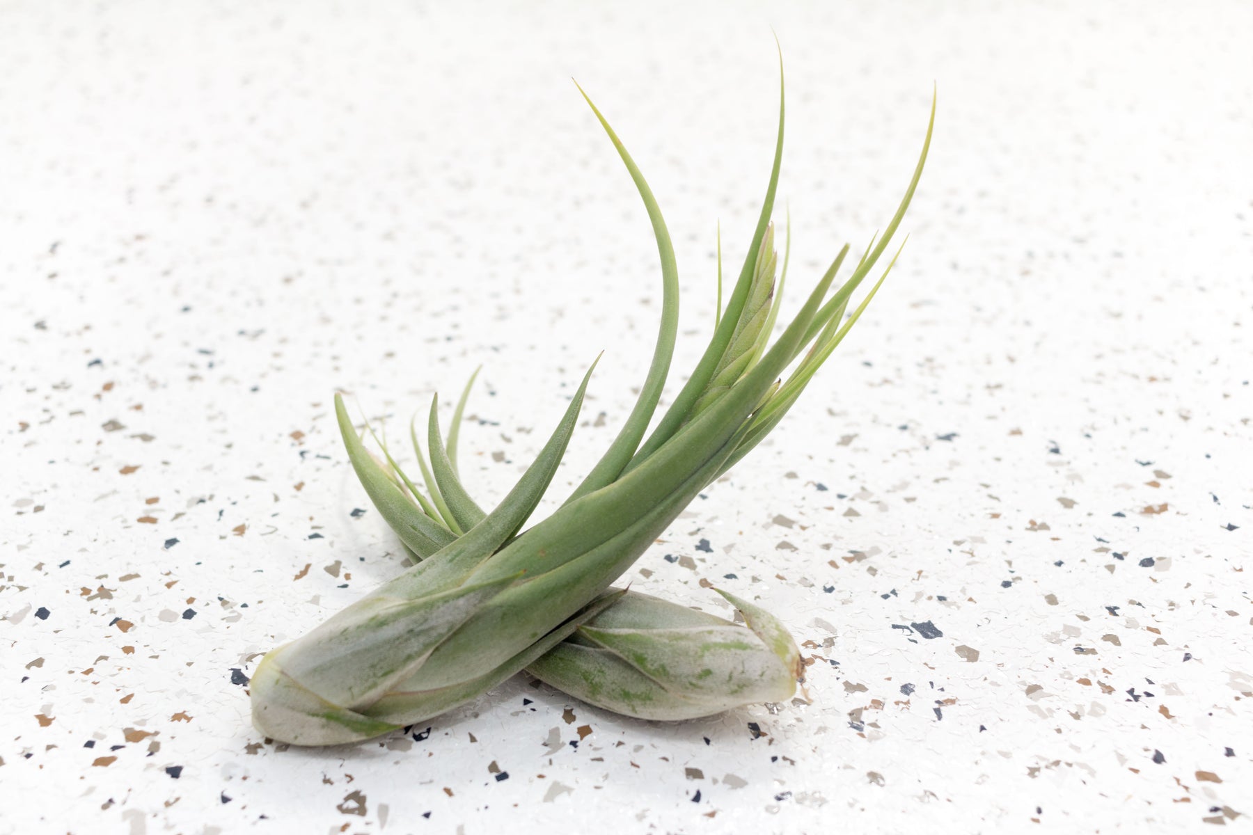 where to buy air plants in florida Wholesale