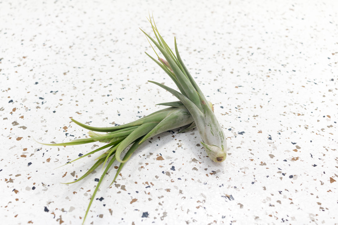 florida air plants for sale Wholesale