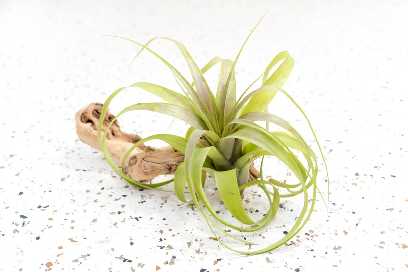 Tillandsia Streptophylla Hybrid Air Plant