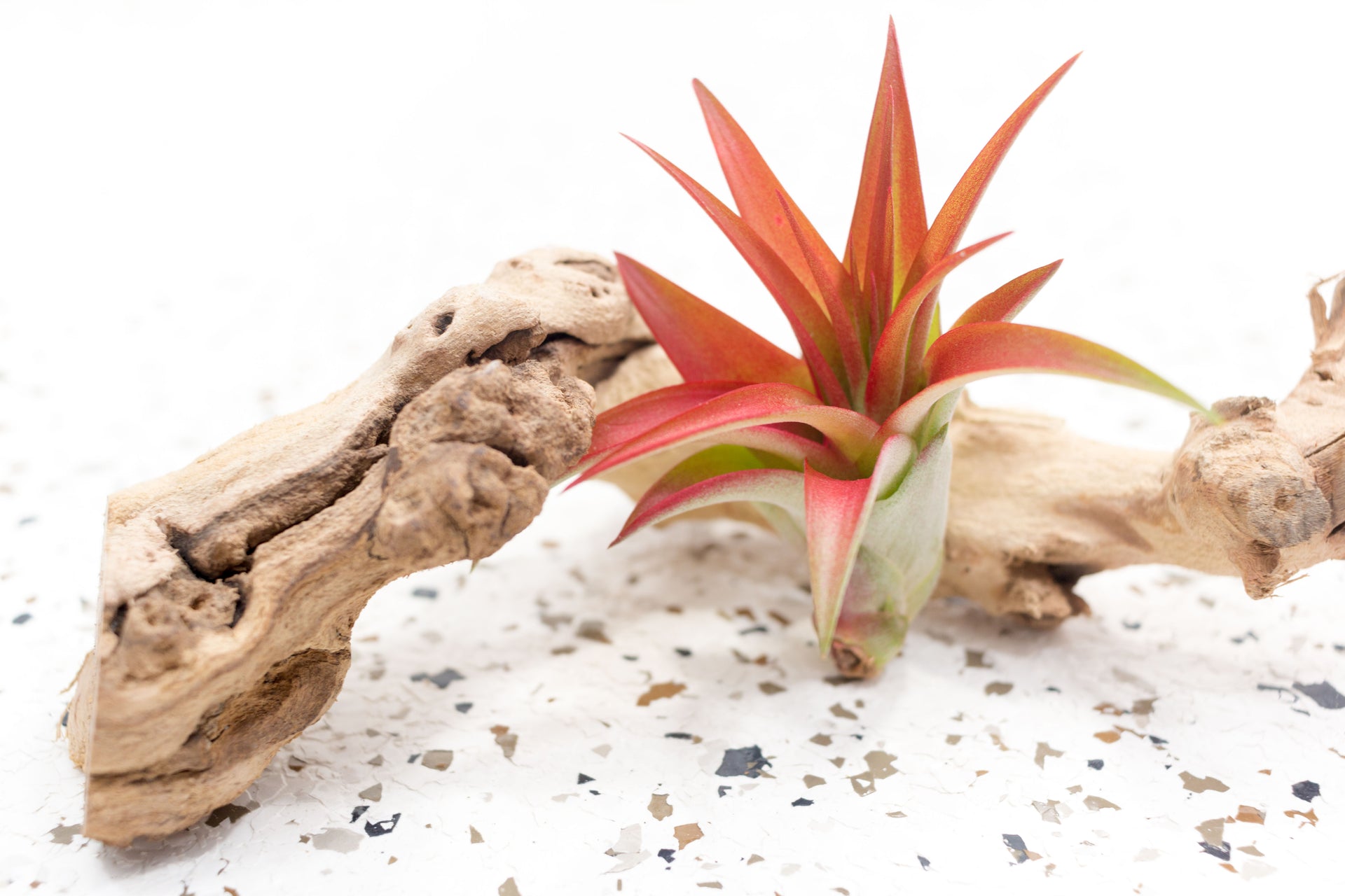 roberta's air plants Tillandsia Red Abdita Brachycaulos Air Plants, Regular / 5 Pack