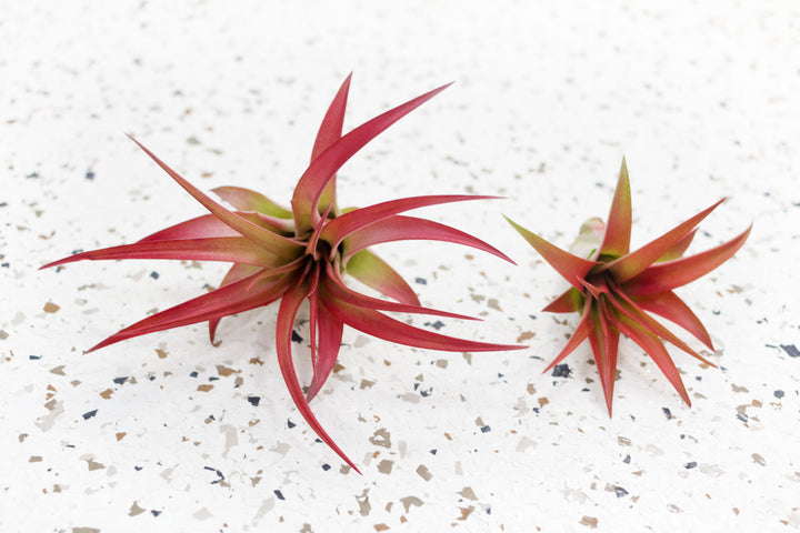 1 Small and 1 Large Tillandsia Red Abdita Brachycaulos Air Plants