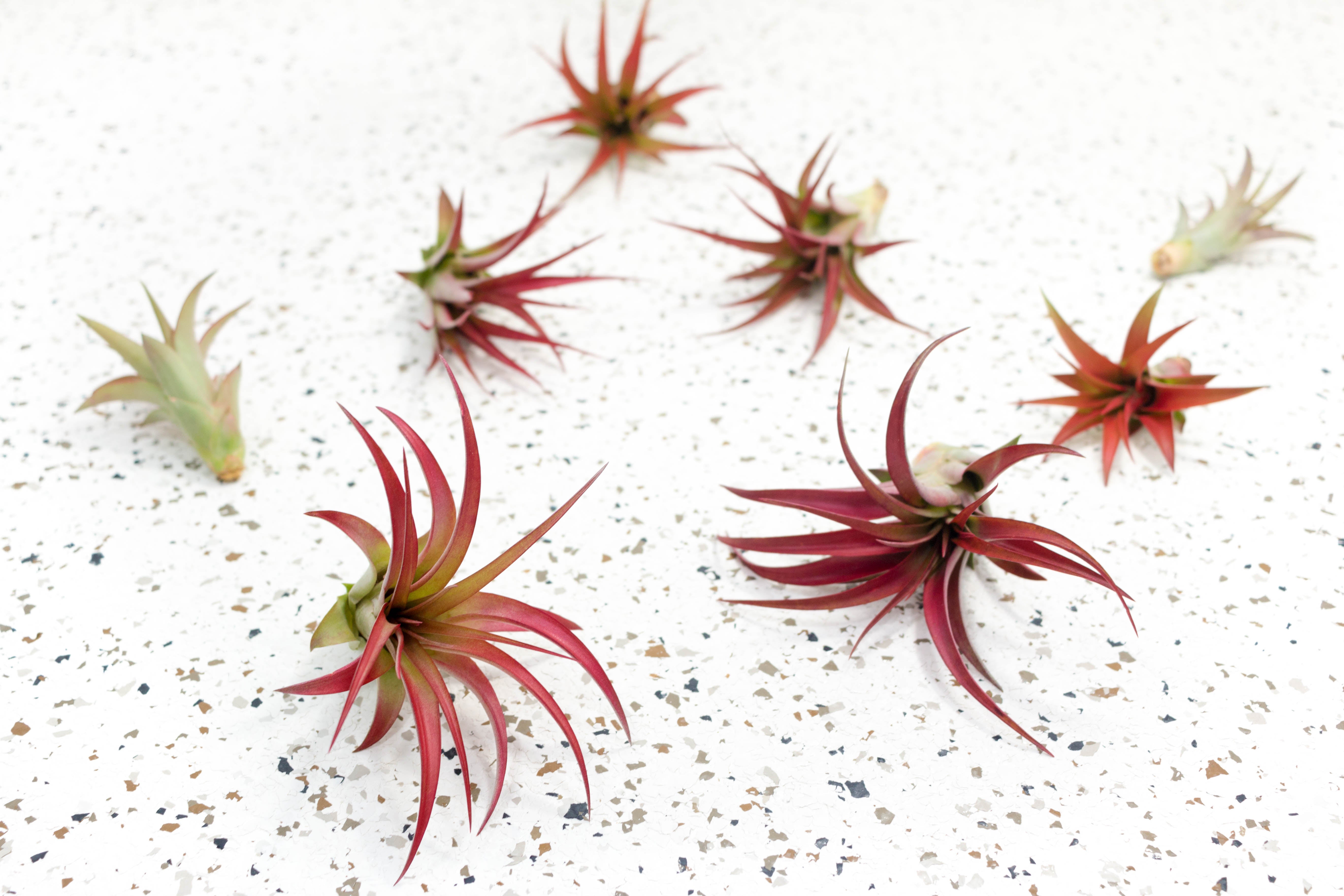 Air Plants - Tillandsia Red Abdita Brachycaulos – Air Plant City