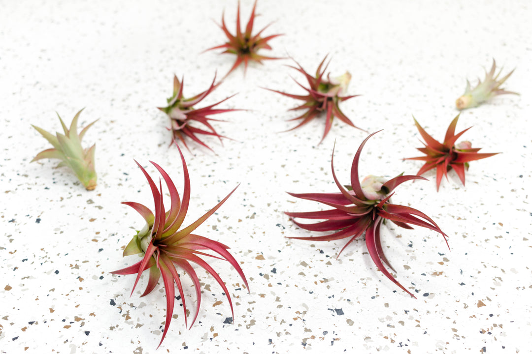 red air plants for sale Tillandsia Red Abdita Brachycaulos Air Plants, Regular / Single Plant