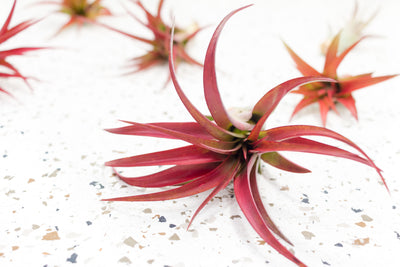 Tillandsia Red Abdita Air Plant