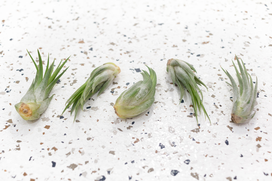 scaposa air plant Tillandsia Ionantha Scaposa 'Kolbii' Air Plants, Regular / Single Plant