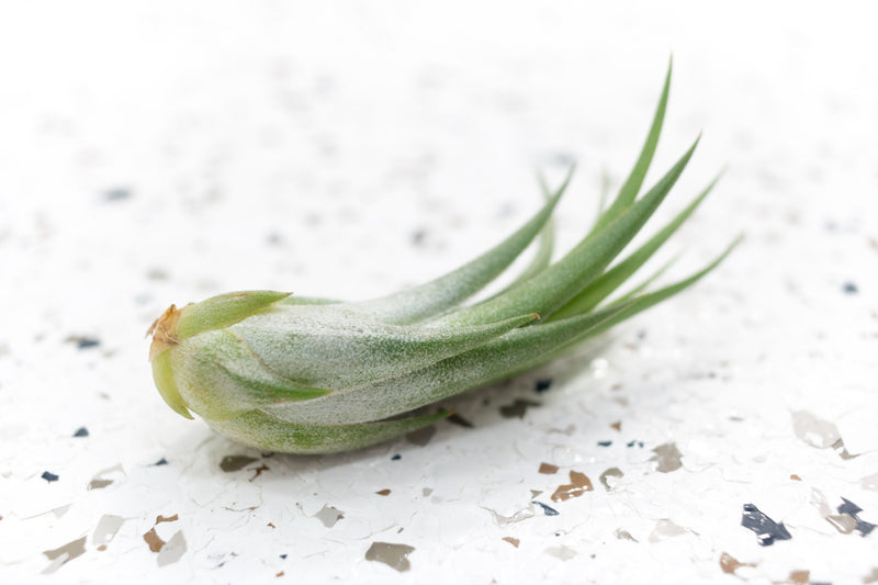 Tillandsia Ionantha Scaposa Air Plant