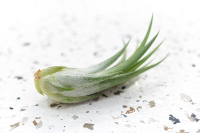 Tillandsia Scaposa Ionantha Air Plant