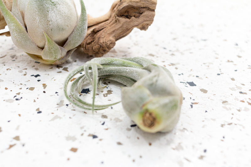 Tillandsia Seleriana Air Plant