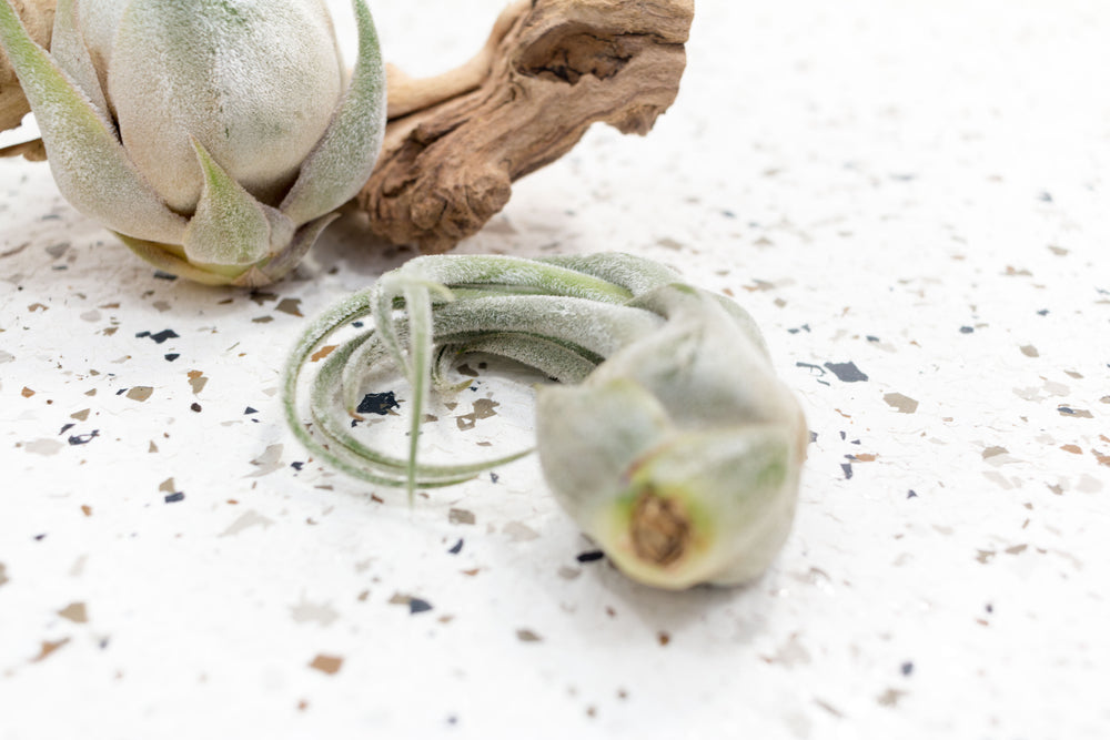 1 Small Tillandsia Seleriana Air Plant