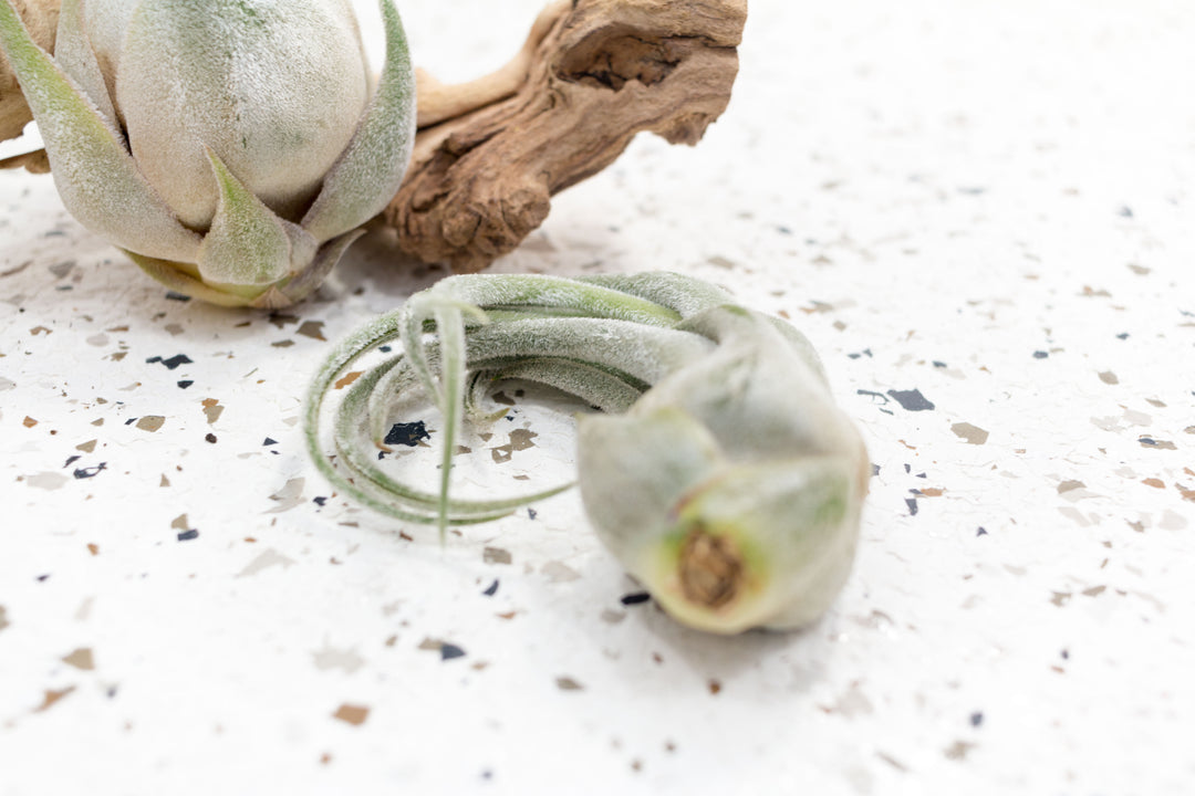 1 Small Tillandsia Seleriana Air Plant