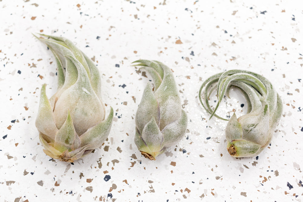 3 Tillandsia Seleriana Air Plants of Varying Size