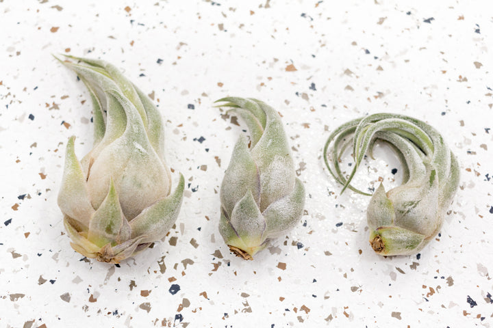 3 Tillandsia Seleriana Air Plants of Varying Size