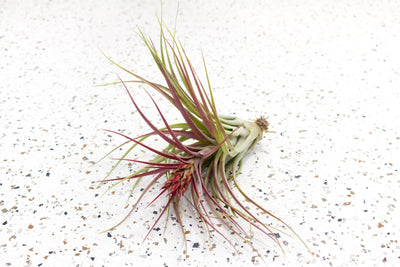 Blushing and Blooming Tillandsia Sparkler (Brachycaulos X Concolor) Air Plant