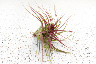 Blushing and Blooming Tillandsia Sparkler (Brachycaulos X Concolor) Air Plant