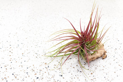 Blushing and Blooming Tillandsia Sparkler (Brachycaulos X Concolor) Air Plant