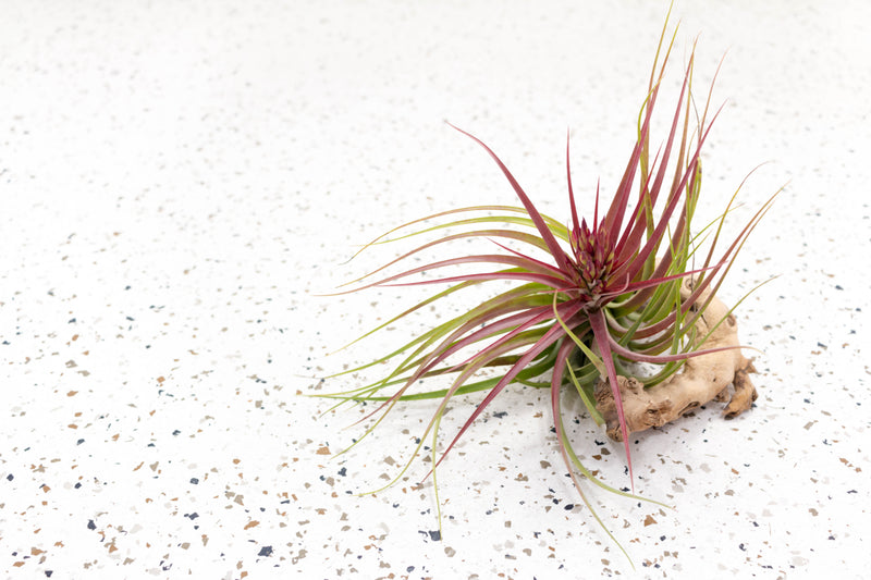 Blushing and Blooming Tillandsia Sparkler (Brachycaulos X Concolor) Air Plant