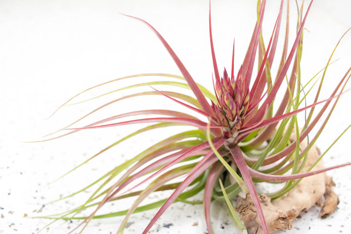 concolor air plant Packs of 10, 20 or 30 - Budding, Blushing & Blooming Air Plant Variety Pack