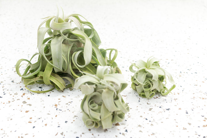 1 Large, 1 Medium and 1 Small Tillandsia Streptophylla Air Plants