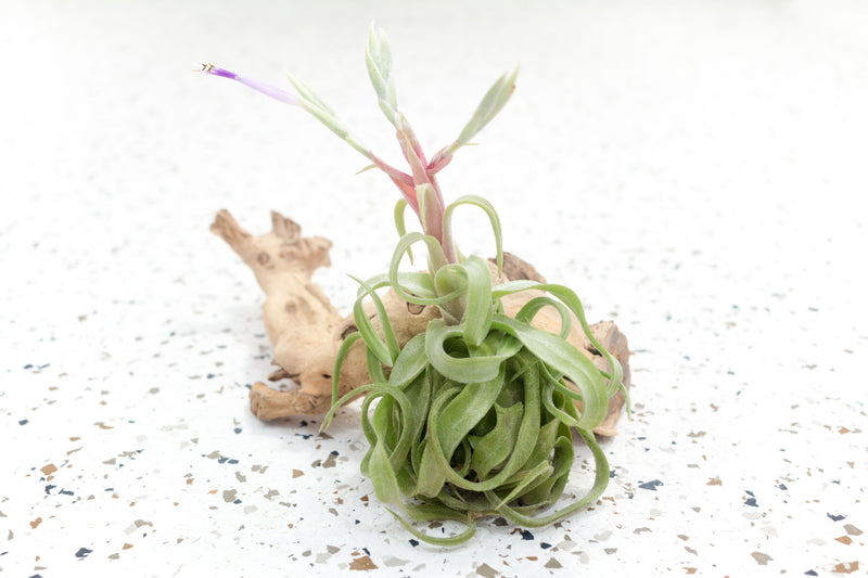 Blooming Tillandsia Streptophylla Air Plant