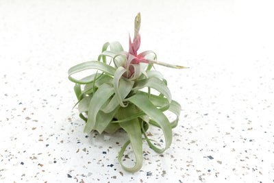 Tillandsia Streptophylla Air Plant with Pink Blush and Bloom Spike