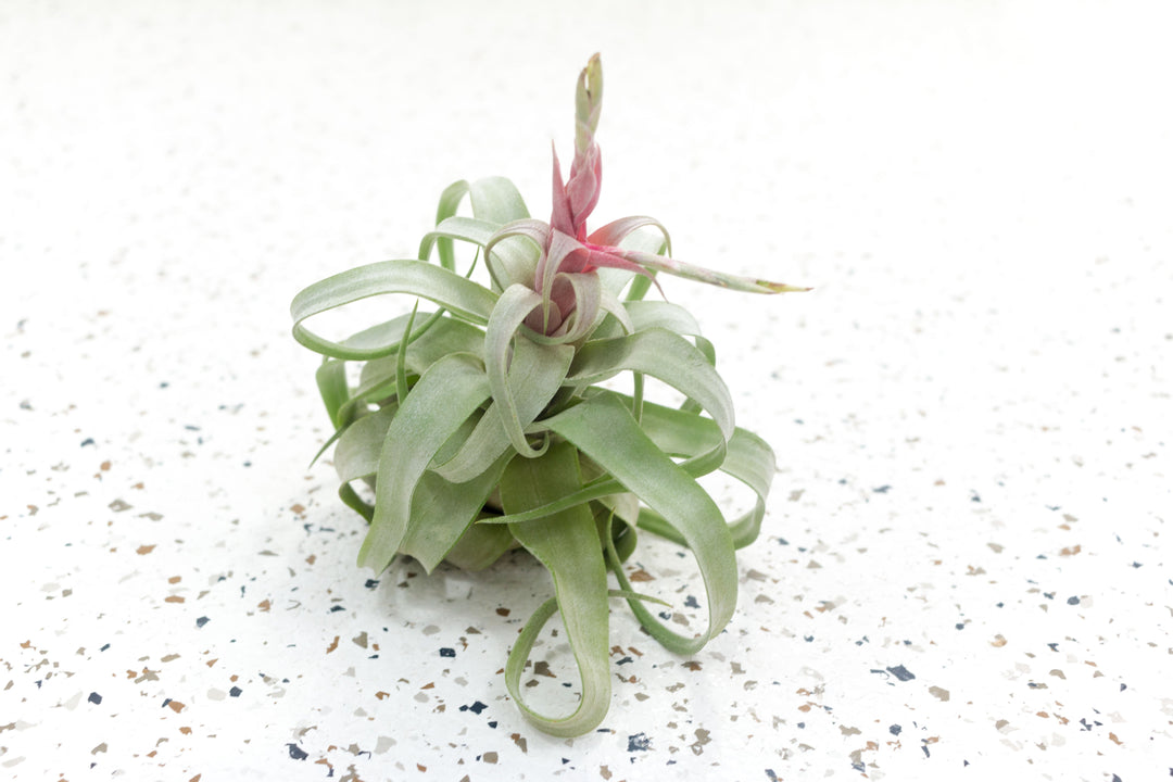 Blooming Tillandsia Streptophylla Air Plant