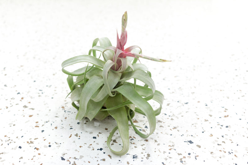 Tillandsia Streptophylla Air Plant with Pink Blush and Bloom Spike