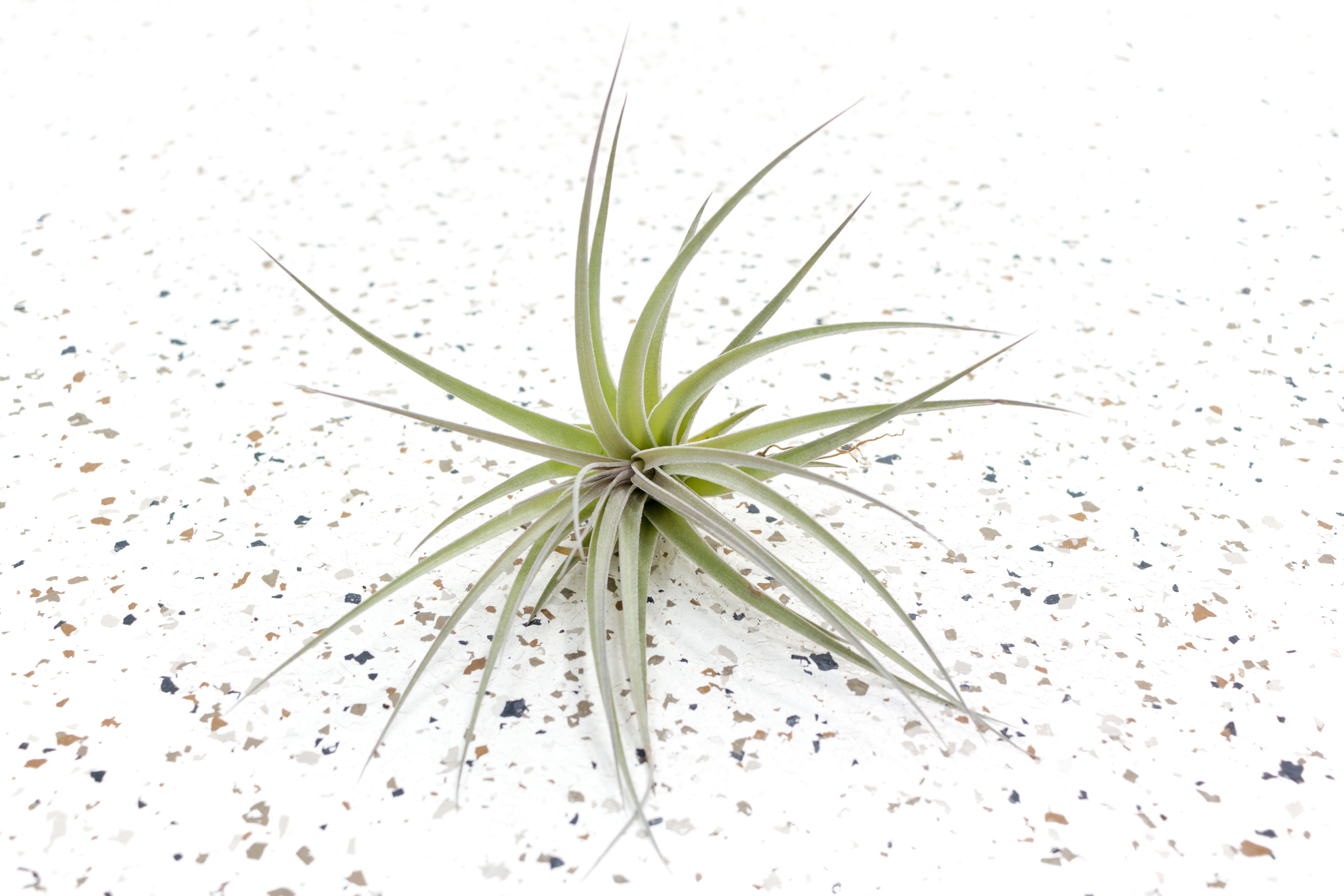 Air Plants - Tillandsia Stricta Hybrid – Air Plant City