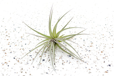 Tillandsia Stricta Hybrid Air Plant