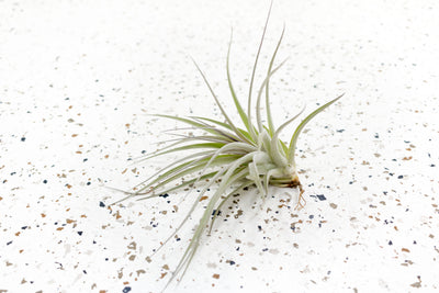 Tillandsia Stricta Air Plant