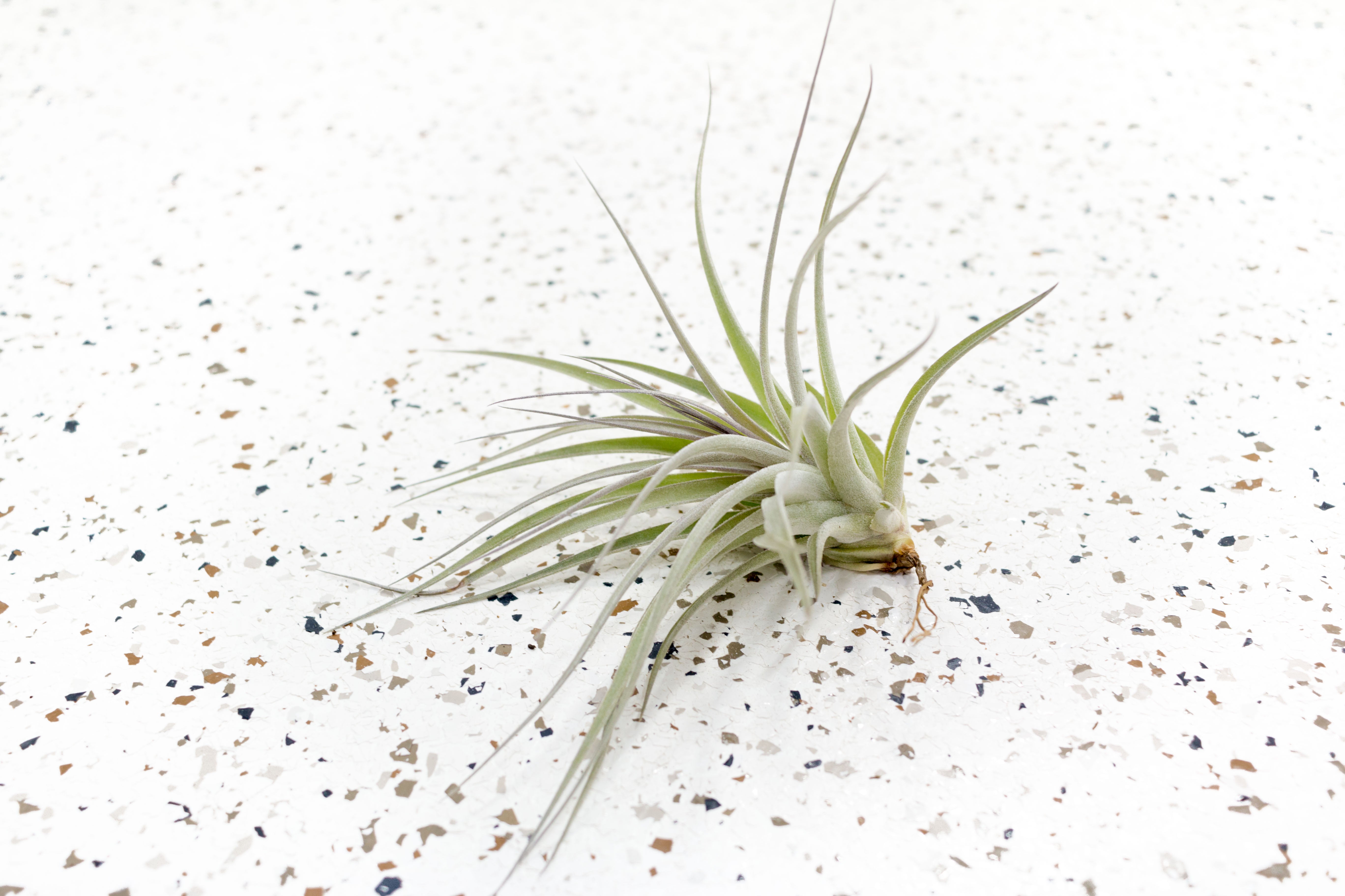 Air Plants - Tillandsia Stricta Hybrid – Air Plant City