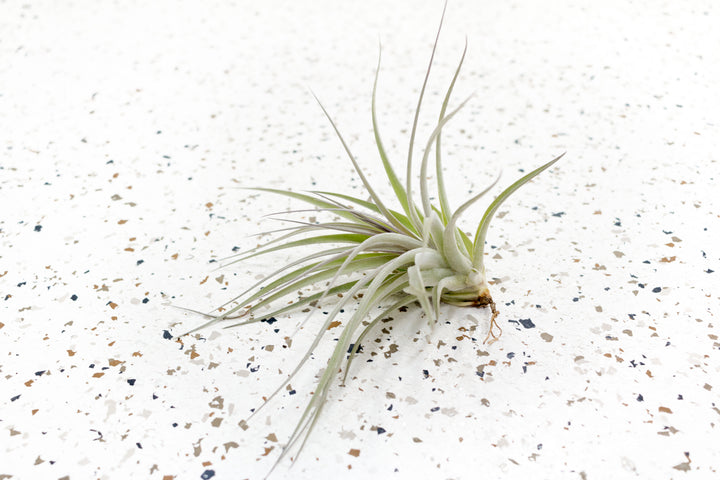 Tillandsia Stricta Hybrid Air Plant