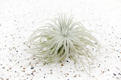 Tillandsia Tectorum Ecuador Air Plant